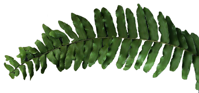 Leaf left s
